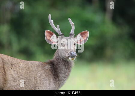 Cerfs sambar (rusa unicolor) dans le parc national Khao Yai, Thaïlande Banque D'Images