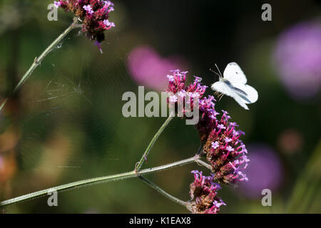 Août 27, 2017. Météo britannique. Les petits papillons blancs (Pieris rapae) nourrir chez les plantes de verveine par un chaud matin dans l'East Sussex, UK Crédit : Ed Brown/Alamy Live News Banque D'Images