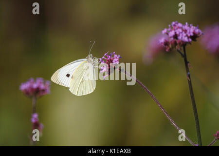 Août 27, 2017. Météo britannique. Les petits papillons blancs (Pieris rapae) nourrir chez les plantes de verveine par un chaud matin dans l'East Sussex, UK Crédit : Ed Brown/Alamy Live News Banque D'Images