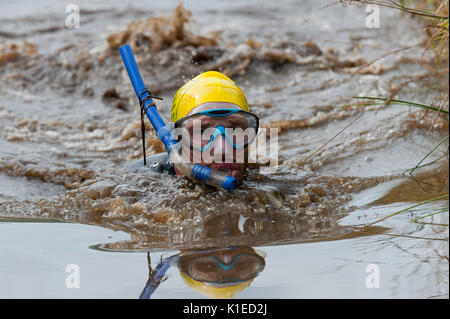 Llanwrtyd Wells, Powys, au Royaume-Uni. 27 août, 2017. La 32e conférence annuelle de la BOG Snorkelling Championships, conçu il y a plus de 30 ans dans un pub gallois par propriétaire Gordon Green, ont lieu à l'Waen Rhydd Bog. En utilisant soit des courses de natation, les participants nager deux longueurs d'un mètre 55 tranchée couper à travers une tourbière portant masque et des palmes de plongée. Credit : Graham M. Lawrence/Alamy Live News Banque D'Images