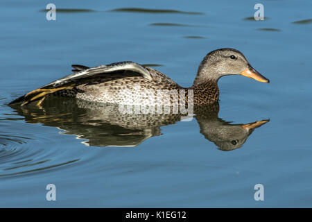 Melton Mowbray, UK. 27 août, 2017. Matin lumineux chaude journée pour les visiteurs et de la faune à l'échelle locale country park avec cygnes, canards au soleil. Marcher le long de la famille sentiers nature spotting libellules et Buterflies, . Clifford Norton/Alamy Live News Banque D'Images