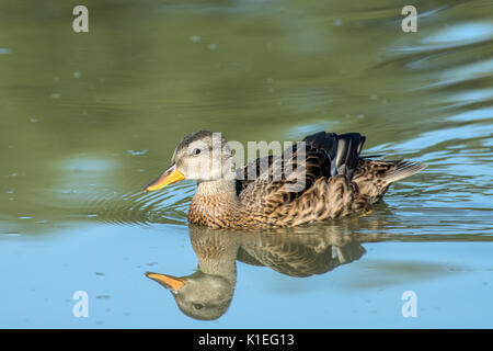 Melton Mowbray, UK. 27 août, 2017. Matin lumineux chaude journée pour les visiteurs et de la faune à l'échelle locale country park avec cygnes, canards au soleil. Marcher le long de la famille sentiers nature spotting libellules et Buterflies, . Clifford Norton/Alamy Live News Banque D'Images