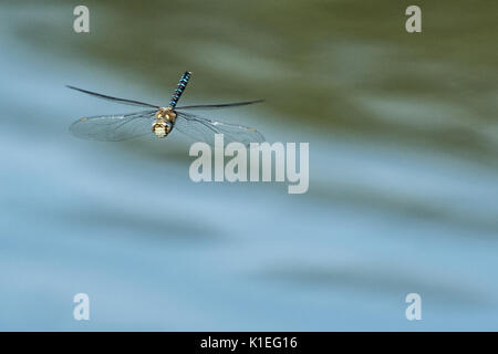 Melton Mowbray, UK. 27 août, 2017. Matin lumineux chaude journée pour les visiteurs et de la faune à l'échelle locale country park avec cygnes, canards au soleil. Marcher le long de la famille sentiers nature spotting libellules et Buterflies, . Clifford Norton/Alamy Live News Banque D'Images