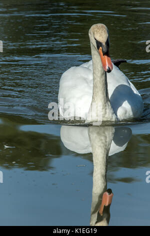 Melton Mowbray, UK. 27 août, 2017. Matin lumineux chaude journée pour les visiteurs et de la faune à l'échelle locale country park avec cygnes, canards au soleil. Marcher le long de la famille sentiers nature spotting libellules et Buterflies, . Clifford Norton/Alamy Live News Banque D'Images