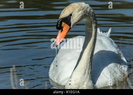 Melton Mowbray, UK. 27 août, 2017. Matin lumineux chaude journée pour les visiteurs et de la faune à l'échelle locale country park avec cygnes, canards au soleil. Marcher le long de la famille sentiers nature spotting libellules et Buterflies, . Clifford Norton/Alamy Live News Banque D'Images