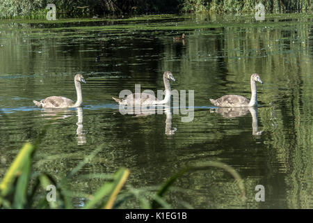 Melton Mowbray, UK. 27 août, 2017. Matin lumineux chaude journée pour les visiteurs et de la faune à l'échelle locale country park avec cygnes, canards au soleil. Marcher le long de la famille sentiers nature spotting libellules et Buterflies, . Clifford Norton/Alamy Live News Banque D'Images