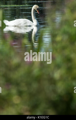 Melton Mowbray, UK. 27 août, 2017. Matin lumineux chaude journée pour les visiteurs et de la faune à l'échelle locale country park avec cygnes, canards au soleil. Marcher le long de la famille sentiers nature spotting libellules et Buterflies, . Clifford Norton/Alamy Live News Banque D'Images