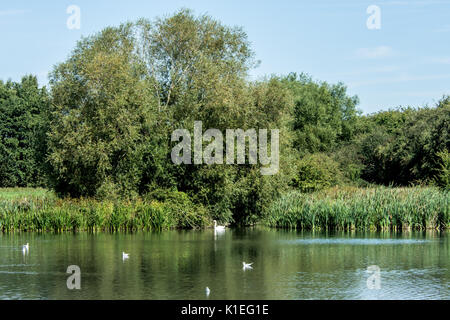 Melton Mowbray, UK. 27 août, 2017. Matin lumineux chaude journée pour les visiteurs et de la faune à l'échelle locale country park avec cygnes, canards au soleil. Marcher le long de la famille sentiers nature spotting libellules et Buterflies, . Clifford Norton/Alamy Live News Banque D'Images