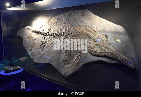 Hanovre, Allemagne. Août 25, 2017. ATTENTION : POUR PUBLICATION SOUS EMBARGO JUSQU'AU 28 AOÛT 10:00 GMT ! ACHTUNG : DIESER BEITRAG darf nicht vor der SPERRFRIST - (à l'ATTENTION DES RÉDACTEURS : EMBERGOED jusqu'au 28 août - 10h00) l'ordre de 200 millions d'années (Ichthyosaure fossile Ichthyosaurus communis) est exposée dans le Landesmuseum (musée de l'état) à Hanovre, Allemagne, 25 août 2017. Les scientifiques ont constaté un embryon dans le ventre d'une femme jusqu'à présent inexploré. Ichthyosaure Le fossile est de trois à trois ans et demi de mètres de long. Photo : Holger Hollemann/dpa/Alamy Live News Banque D'Images