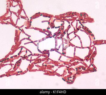 Bacillus sp. Le vert de malachite spore teinté, à un grossissement de 1000x. Image courtoisie CDC/avec la permission de Larry Stauffer, Laboratoire de santé publique de l'état de l'Oregon, 2002. Banque D'Images