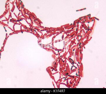 Bacillus sp. Le vert de malachite spore teinté, à un grossissement de 1000x. Image courtoisie CDC/avec la permission de Larry Stauffer, Laboratoire de santé publique de l'état de l'Oregon, 2002. Banque D'Images