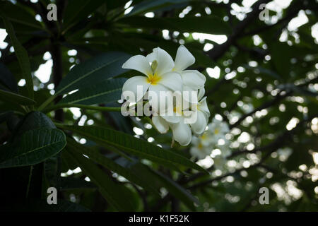 Doux parfum de fleurs de frangipanier blanc dans le jardin. Banque D'Images