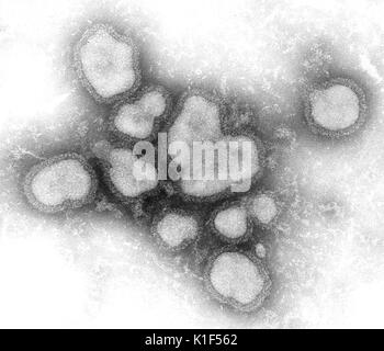 Cette colorées négativement micrographie électronique à transmission (TEM) décrit un certain nombre de cas de grippe A virions. Il existe trois types de virus de l'influenza A, B et C. Les droits de l'influenza A et B virus provoquent des épidémies saisonnières presque chaque hiver dans les États-Unis. L'émergence d'un nouveau virus influenza très différents et d'infecter les gens peuvent causer une pandémie d'influenza. Les infections de l'influenza de type C cause une maladie respiratoire légère et ne semblent pas provoquer des épidémies. Pour une version colorisée de cette image voir PHIL 11702. IMGSETINF. Image courtoisie CDC/F. A. Murphy, 1976. Banque D'Images