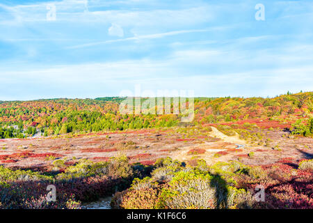 Le gel glacé sur rouge airelle myrtille chemin sentier bush illuminée par la lumière du soleil du matin à Dolly Sods, Virginie-Occidentale Banque D'Images