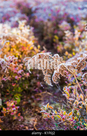 Givre sur fougère jaune rouge avec feuilles de bleuet dans la lumière du soleil du matin Banque D'Images