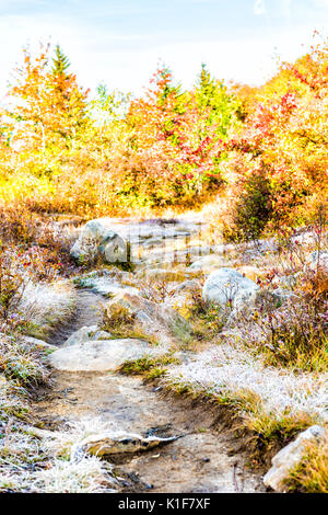 Sentier glacé de givre de roches chemin éclairé par la lumière du soleil du matin à Dolly Sods, Virginie-Occidentale Banque D'Images