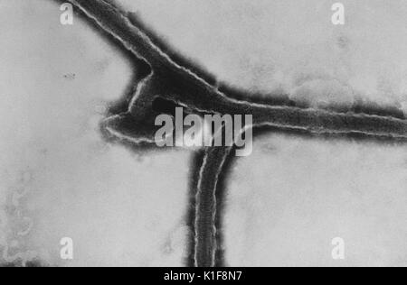 Cette micrographie électronique à transmission (MET) a révélé une partie de la morphologie ultrastructurale exposées par le virus de Marburg, la cause de la fièvre hémorragique de Marburg. La fièvre hémorragique de Marburg est une maladie rare, sévère de fièvre hémorragique qui affecte les humains et les primates non humains. Causé par une zoonose génétiquement unique (c'est, d'origine animale) virus à ARN de la famille filovirus, sa reconnaissance a conduit à la création de cette famille de virus. Les cinq espèces du virus Ebola sont les seuls autres membres connus de la famille filovirus. Image courtoisie CDC/Dr. Fredrick Murphy, Sylvia Whitfield, 1976. Banque D'Images