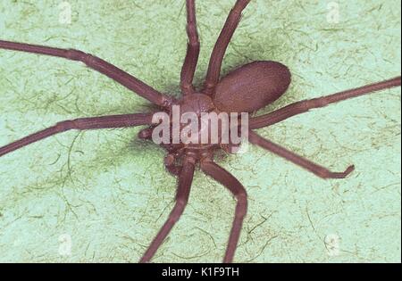 Araignée recluse brune, Loxosceles reclusa caractéristique en forme de violon, le marquage est visible sur l'arrière droit avec la permission de la CDC, 1974. Banque D'Images