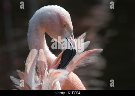 Close up tête portrait d'un flamant du Chili Phoenicopterus chilensis se lissant ses plumes Banque D'Images