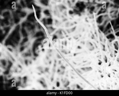Cette micrographie électronique à balayage (MEB) montre la topographie de surface d'un drupelet framboisier, Rubus strigosus . La framboise est un fruit bramble, ce qui signifie que c'est un agrégat de plus de fruits. Les fruits sont composés de nombre de petits fruits connu comme druplets, qui sont tous connectés à une structure connue comme réceptacle. Image courtoisie CDC/Janice Haney Carr, 2003. Banque D'Images