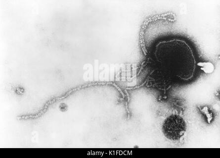 Micrographie électronique à transmission (TEM) de virus parainfluenza. Image courtoisie CDC/Dr. Erskine Palmer, 1981. Banque D'Images