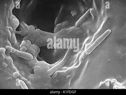 L'analyse des électrons Microphotographie (SEM) de la bactérie Pseudomonas aeruginosa. Image courtoisie CDC. 1984. Banque D'Images