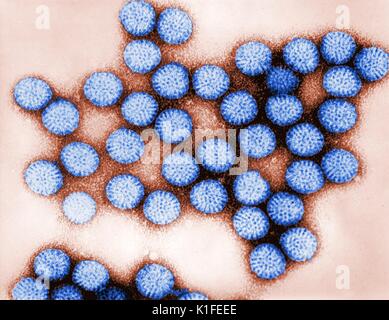 Cette micrographie électronique à transmission (MET) a révélé une partie de la morphologie ultrastructurale d'un certain nombre de rotavirus intact double-bombardé de particules. Micrographe de particules rotavirus intacts, double-écossés. Rim distinctif d'capsomeres rayonnant. Image courtoisie CDC/Dr. Erskine Palmer., 1981. Banque D'Images