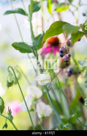 Lathyrus odoratus, Pois de Senteur 'haute' fleurit avec un arrière-plan de bleuets et de l'échinacée dans un cottage anglais jardin. UK Banque D'Images