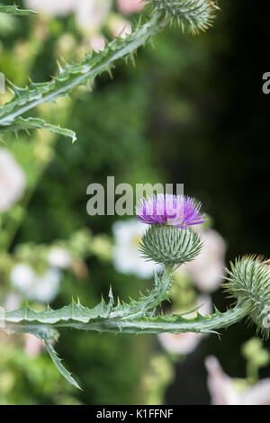 Onopordum acanthium . CottonThistle Banque D'Images