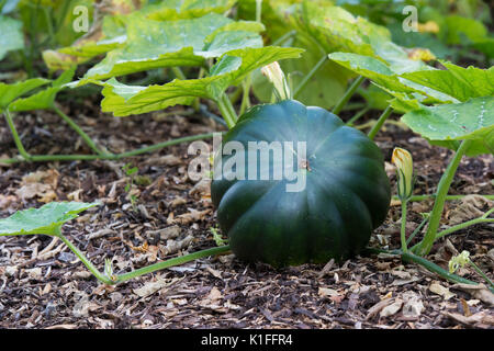 Cucurbita pepo. 'Muscade citrouille De Provence' dans un potager en Angleterre Banque D'Images