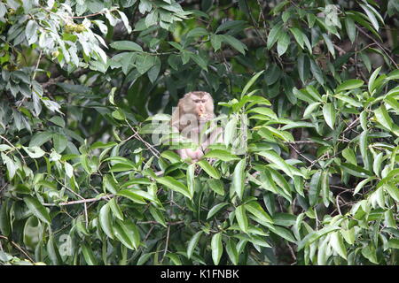 Manger du crabe macaque (Macaca fascicularis) dans le parc national Khao Yai, Thaïlande Banque D'Images