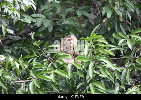 Manger du crabe macaque (Macaca fascicularis) dans le parc national Khao Yai, Thaïlande Banque D'Images