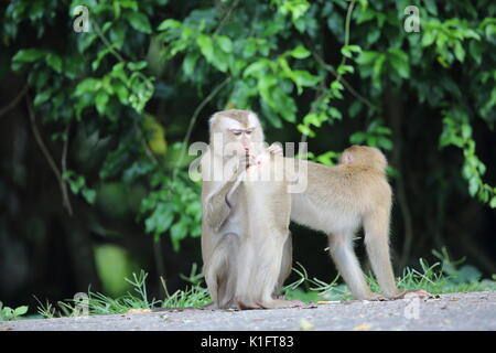 Manger du crabe macaque (Macaca fascicularis) dans le parc national Khao Yai, Thaïlande Banque D'Images