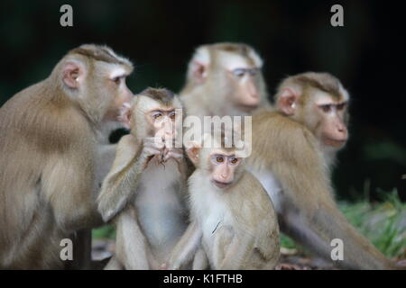 Manger du crabe macaque (Macaca fascicularis) dans le parc national Khao Yai, Thaïlande Banque D'Images