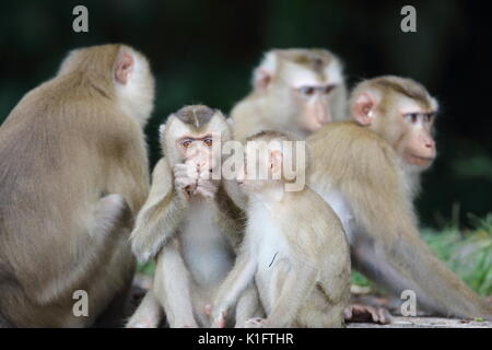 Manger du crabe macaque (Macaca fascicularis) dans le parc national Khao Yai, Thaïlande Banque D'Images