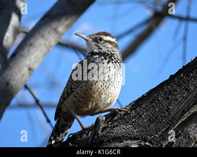 (Campylorhynchus brunneicapillus Cactus wren) - État de l'Arizona - oiseau perché sur une branche dans le sud de l'Arizona, USA Banque D'Images