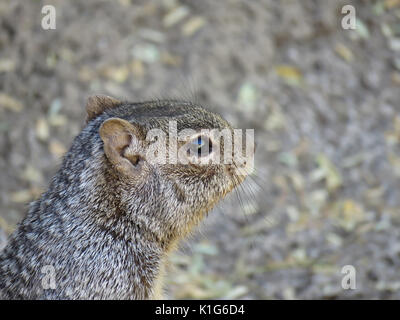 L'écureuil (Otospermophilus Rock variegatus) tête close-up Banque D'Images