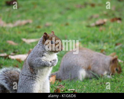 L'écureuil gris (Sciurus carolinensis) à Redmond, WA. USA Banque D'Images