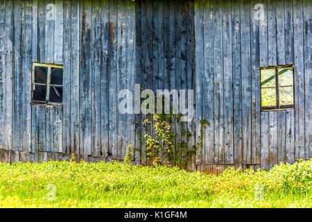 Peint bleu vintage ancien hangar avec fleurs de pissenlit jaune en été dans le champ du paysage campagne avec deux petites fenêtres Banque D'Images