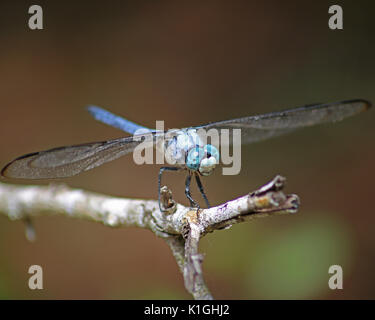 Libre d'une grande écumoire bleu libellule debout sur une branche à Crystal River (Floride) Banque D'Images