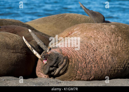 La Norvège, Svalbard, au sud de la Réserve Naturelle de Svalbard, Edgeoya, Kapp Lee. Petit groupe de morses sur plage éloignée (WILD : Odobenus roamerus) Banque D'Images