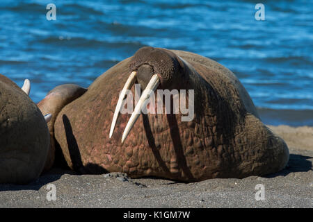 La Norvège, Svalbard, au sud de la Réserve Naturelle de Svalbard, Edgeoya, Kapp Lee. Petit groupe de morses sur plage éloignée (WILD : Odobenus roamerus) Banque D'Images