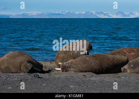 La Norvège, Svalbard, au sud de la Réserve Naturelle de Svalbard, Edgeoya, Kapp Lee. Petit groupe de morses sur plage éloignée (WILD : Odobenus roamerus) Banque D'Images