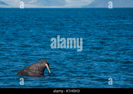 La Norvège, Svalbard, au sud de la Réserve Naturelle de Svalbard, Edgeoya, Kapp Lee. Morse de l'Atlantique dans la région de Barents (roamerus roamerus sauvages : Odobenus) Banque D'Images