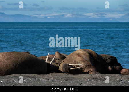 La Norvège, Svalbard, au sud de la Réserve Naturelle de Svalbard, Edgeoya, Kapp Lee. Petit groupe de morses sur plage éloignée (WILD : Odobenus roamerus) Banque D'Images