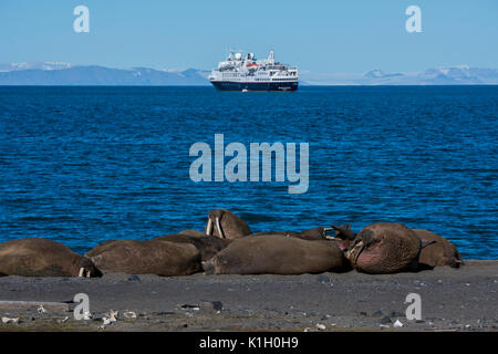 La Norvège, Svalbard, au sud de la Réserve Naturelle de Svalbard, Edgeoya, Kapp Lee. Petit groupe de morses sur plage éloignée (WILD : Odobenus roamerus) Banque D'Images