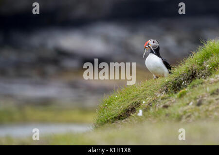 La Norvège, mer de Barents, Svalbard, Spitzberg Sud Parc National. Bear Island Nature Reserve aka Bjornoya, zone de nidification d'oiseaux importantes. Macareux moine Banque D'Images