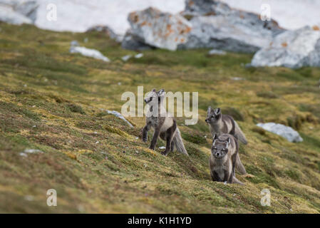 La Norvège, Svalbard, Spitzberg, Hornsund, Gnalodden. Kit groupe de renard arctique (Vulpes sauvages : lagapus) en pelage d'été. Banque D'Images