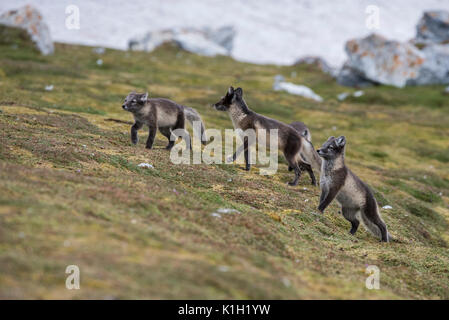 La Norvège, Svalbard, Spitzberg, Hornsund, Gnalodden. Kit groupe de renard arctique (Vulpes sauvages : lagapus) en pelage d'été. Banque D'Images