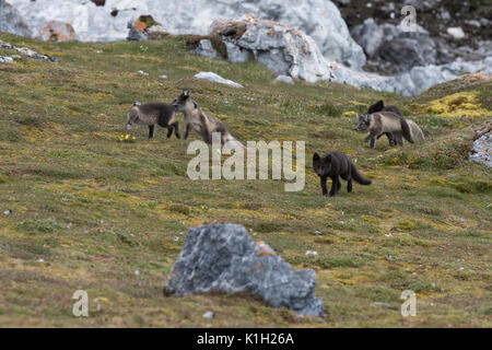 La Norvège, Svalbard, Spitzberg, Hornsund, Gnalodden. Kit de l'Arctique les renards (Vulpes vulpes) lagapus sauvages : avec l'été, deux manteaux 'blue morph' plus sombre des renards. Banque D'Images